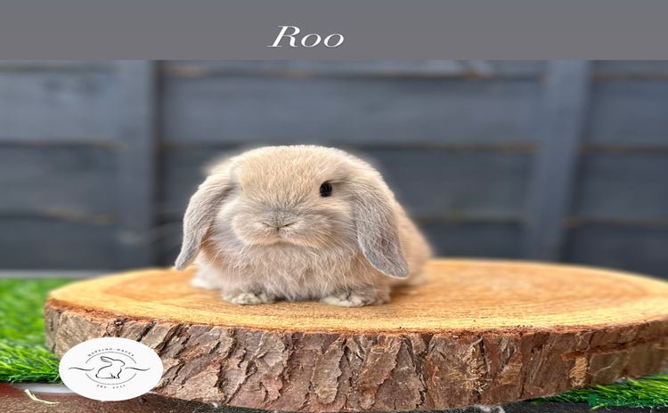 Mini Lop rabbits - Advert 9