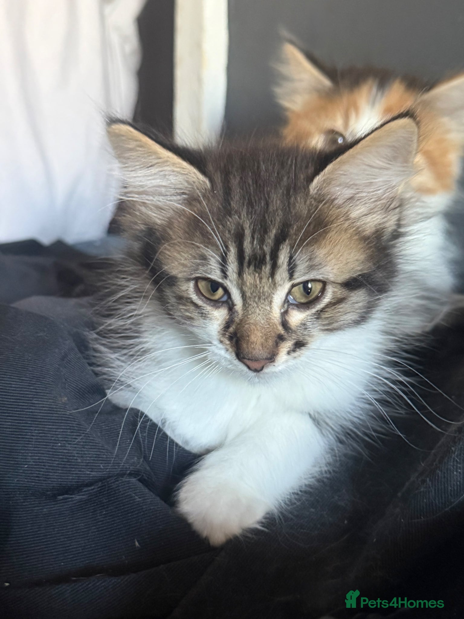 British Longhair cats for sale: adorable British longhair/domestic longhair kitten - Advert 9