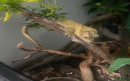 Gecko reptiles for sale: Crested Gecko - Image 6