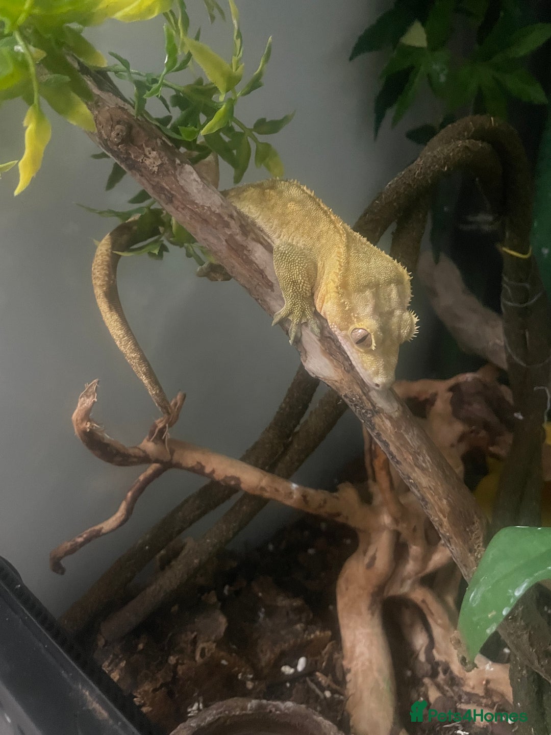 Gecko reptiles for sale: Crested Gecko - Image 6