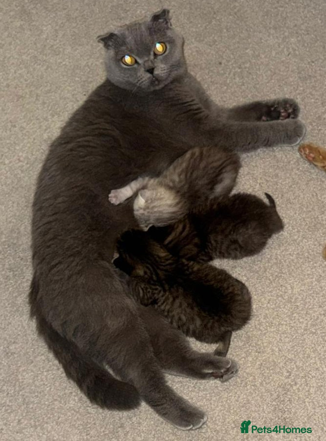 British Shorthair cats for sale: Adorable British Shorthair Male Kittens for Sale. - Advert 3