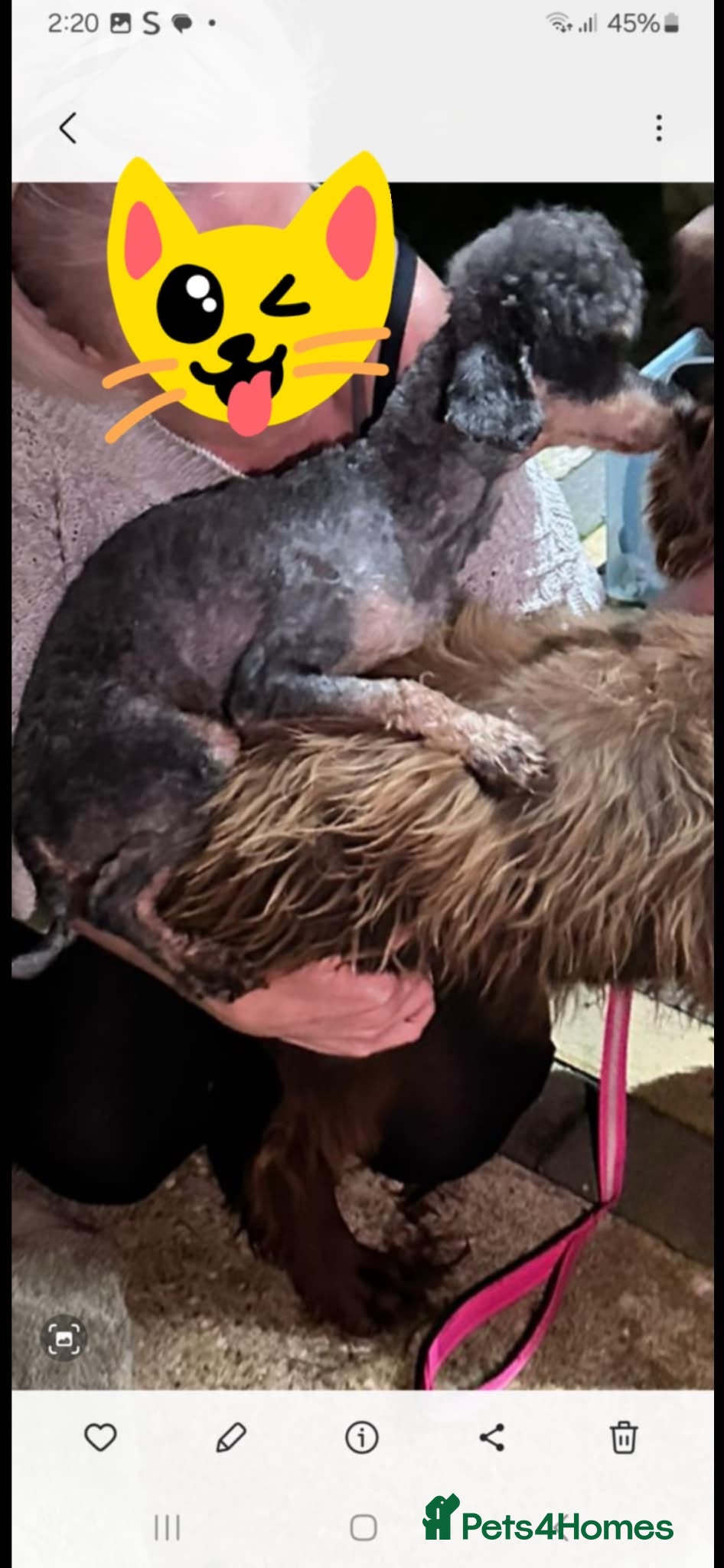 Cockapoo dogs Beautiful cocker poo puppies available  - Advert 2