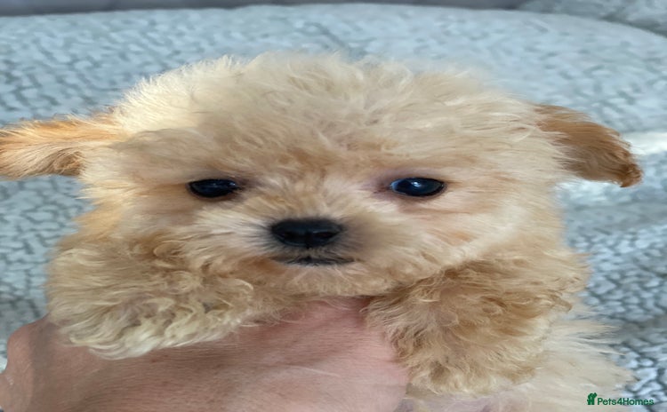Poochon dogs - Advert 1