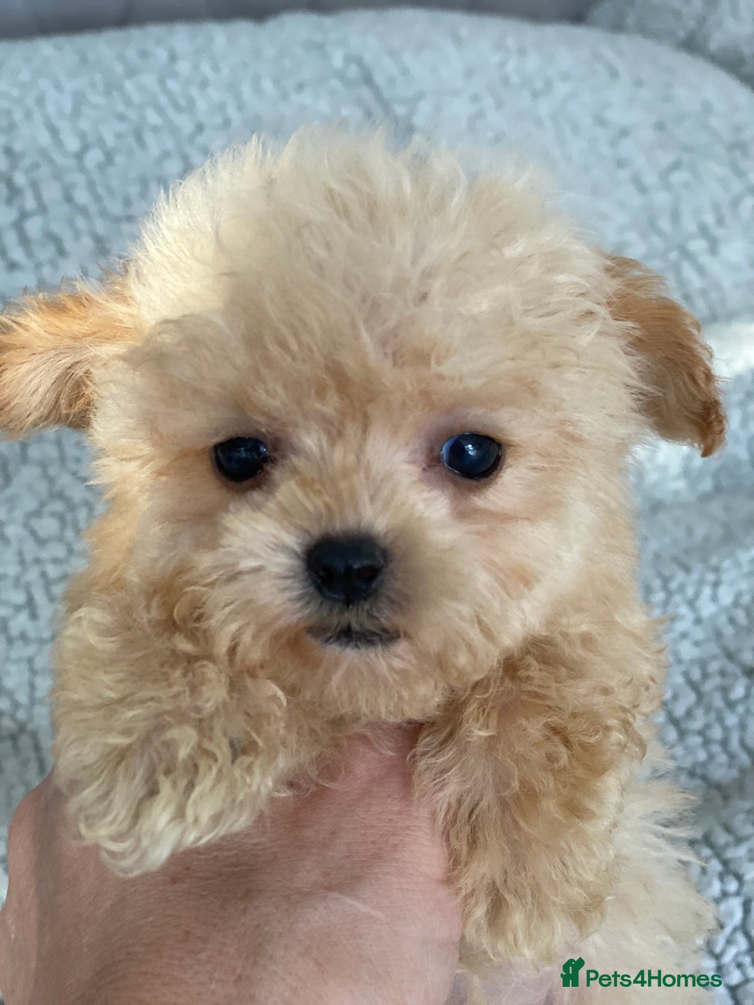 Poochon dogs for sale: Poochon puppy’s  - Image 1