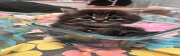 Persian cats for sale: 3 beautiful persian kittens - Advert 14