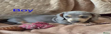 Miniature Dachshund 3