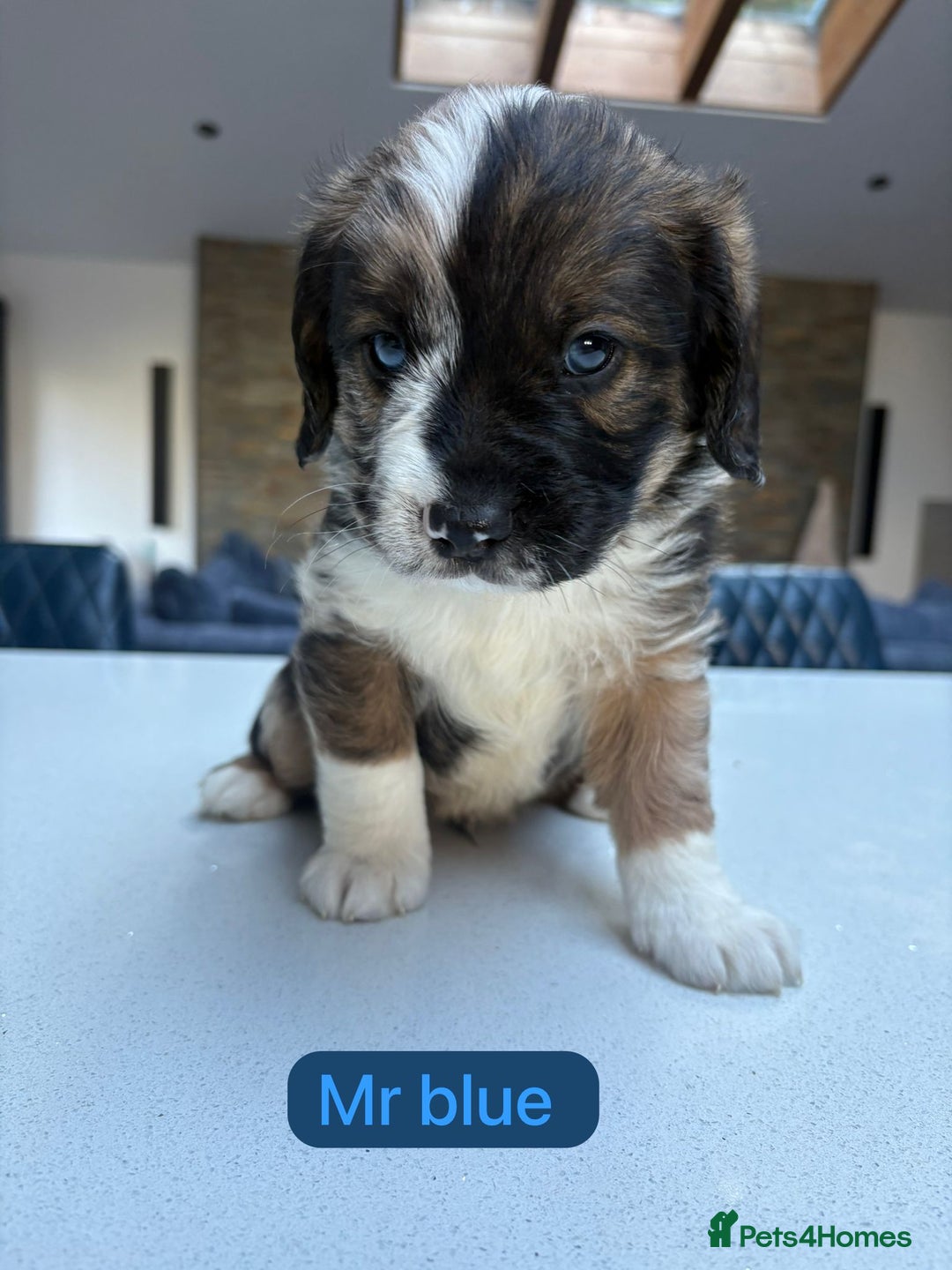 Saint Bernard dogs for sale: Outstanding Mini Saint Bernadoodle Puppies - Image 12