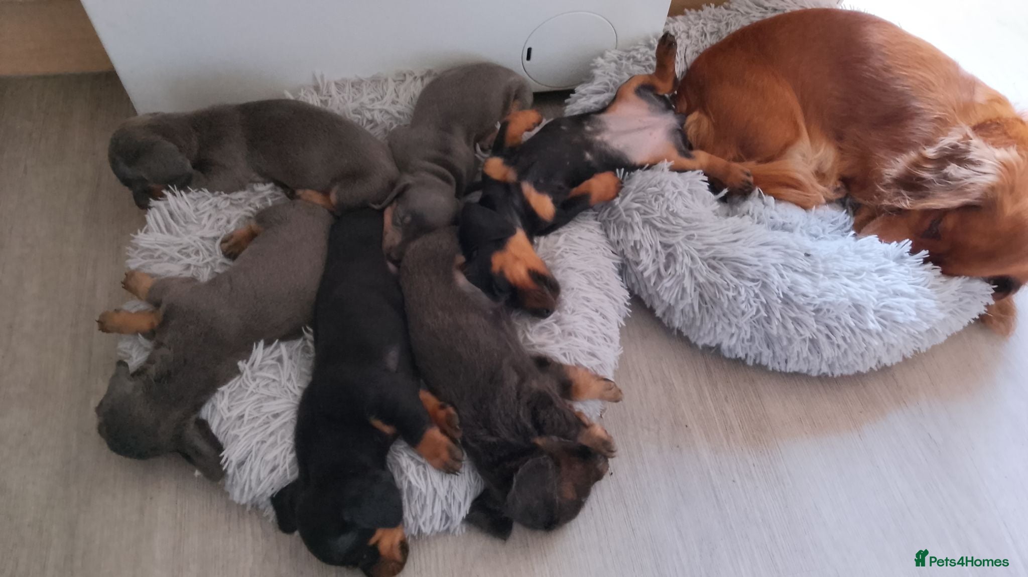 Dachshund dogs Gorgeous dachshund pups for sale  - Advert 2