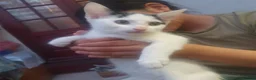 Mixed Breed cats for sale: Mixed breed kittens - Advert 11