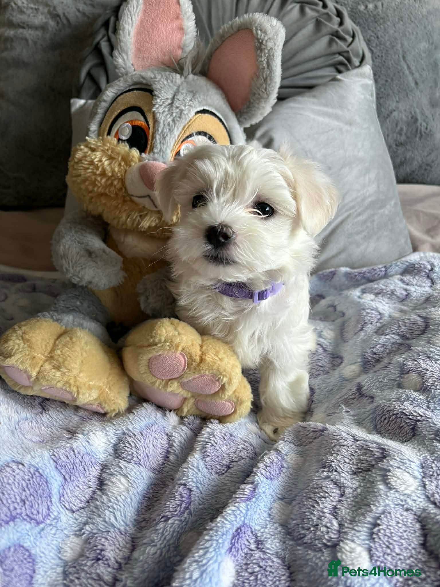 Maltese dogs Already ready Gorgeous tiny Korean Maltese 🐶  - Advert 1