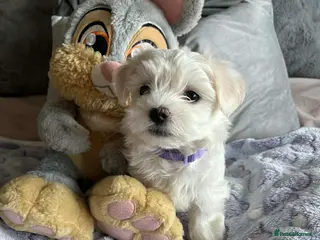 Maltese dogs Already ready Gorgeous tiny Korean Maltese 🐶 - Advert 9