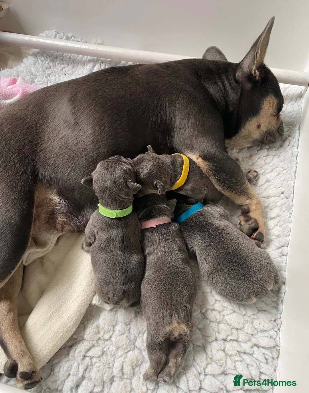 French Bulldog dogs for stud: Hector Starfex in Leigh - Advert 14