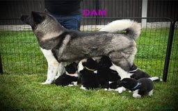 Akita dogs for sale: Quality KC Registered American Akita Puppies - Image 10