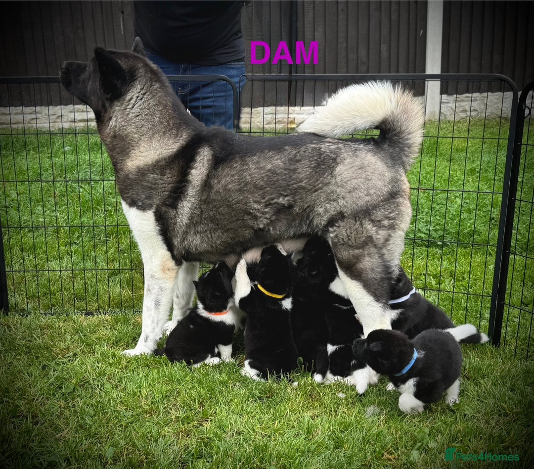 Akita dogs for sale: Quality KC Registered American Akita Puppies - Image 10