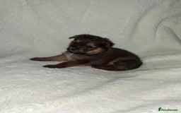 Mixed Breed dogs for sale: Yorkshire Terrier x Pomeranian Puppys - Advert 10