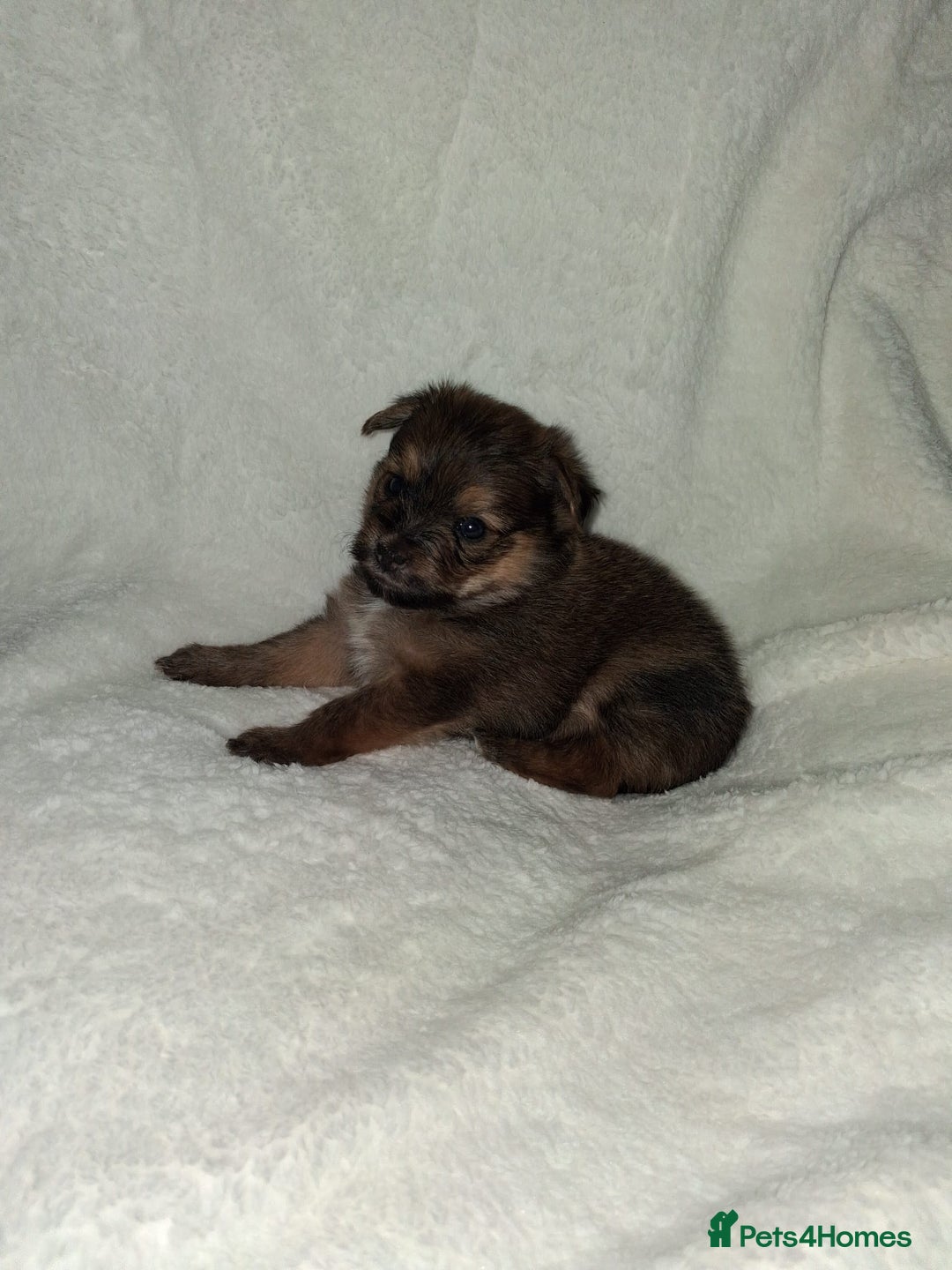 Mixed Breed dogs for sale: Yorkshire Terrier x Pomeranian Puppys - Advert 10