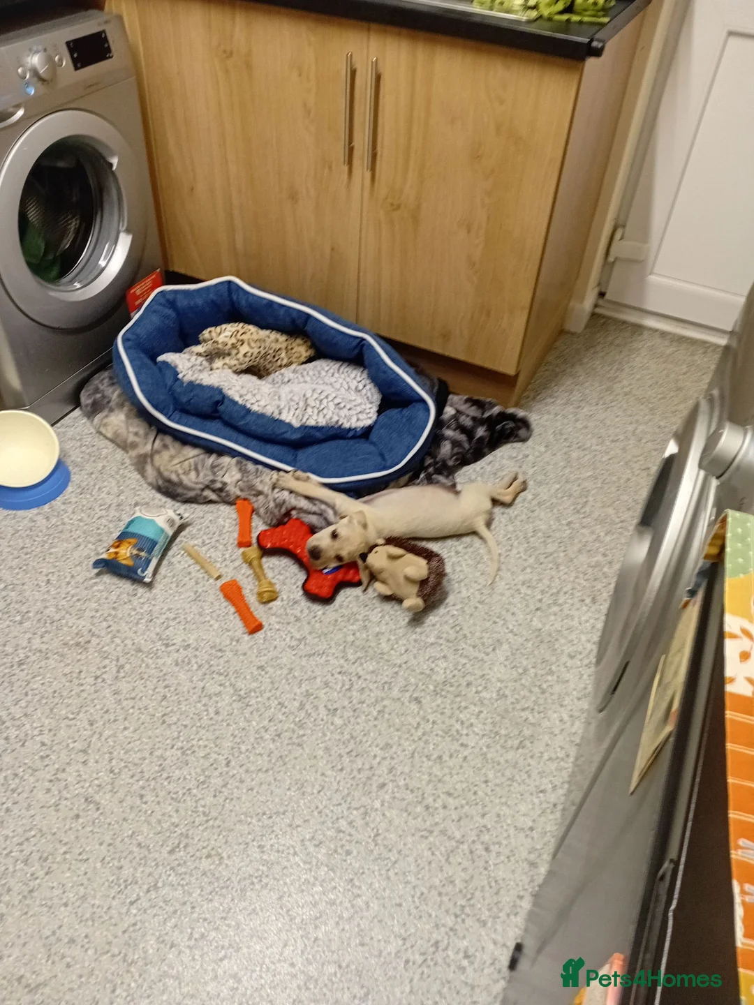 Mixed Breed dogs for sale: Mrs anita garty in Louth - Advert 3