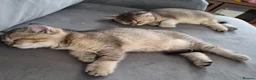 British Shorthair cats for sale: Golden British babies - Advert 28