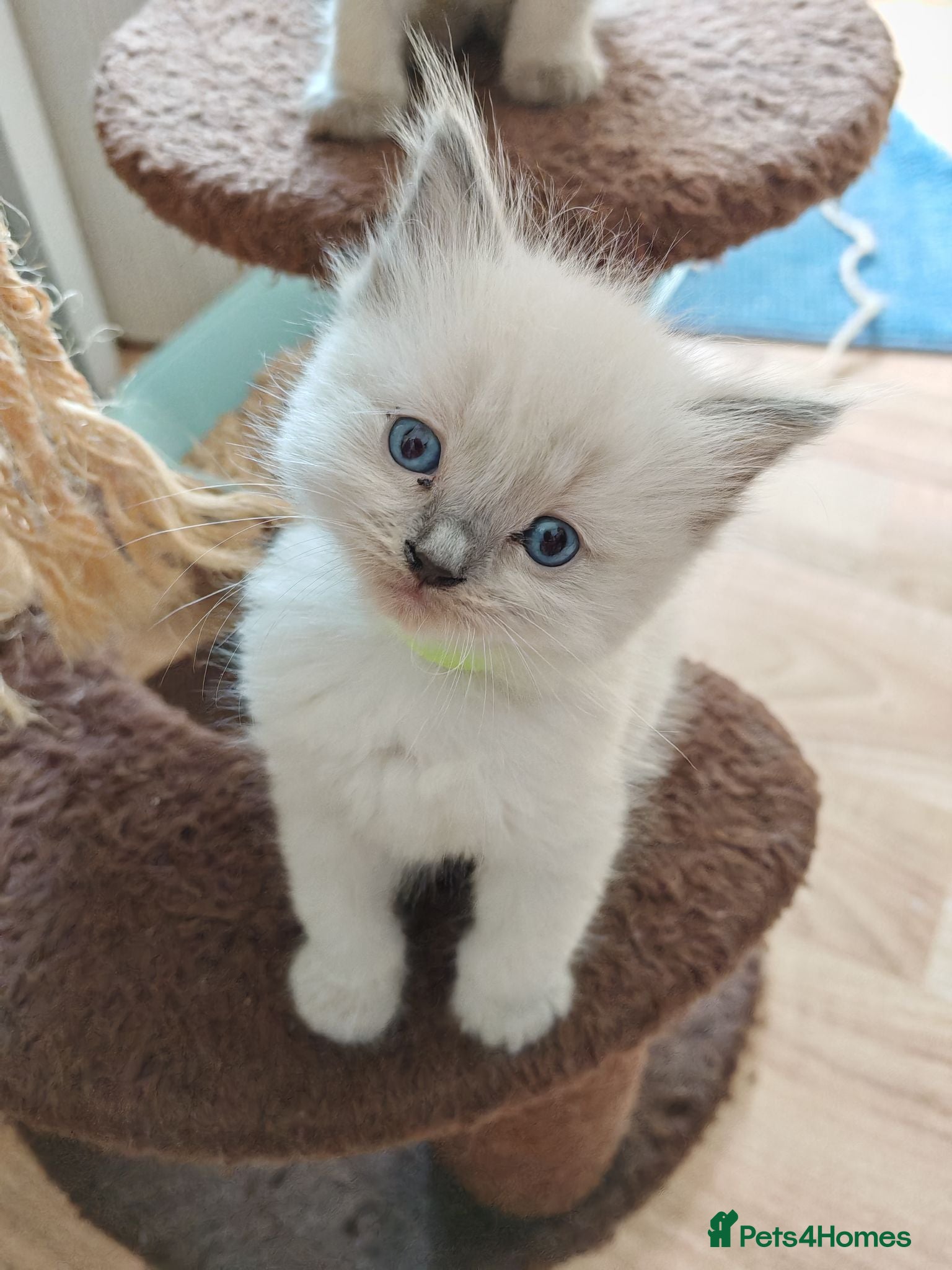 Ragdoll cats ​Beautiful Ragdoll Kittens  Boys & Girls Available - Advert 13