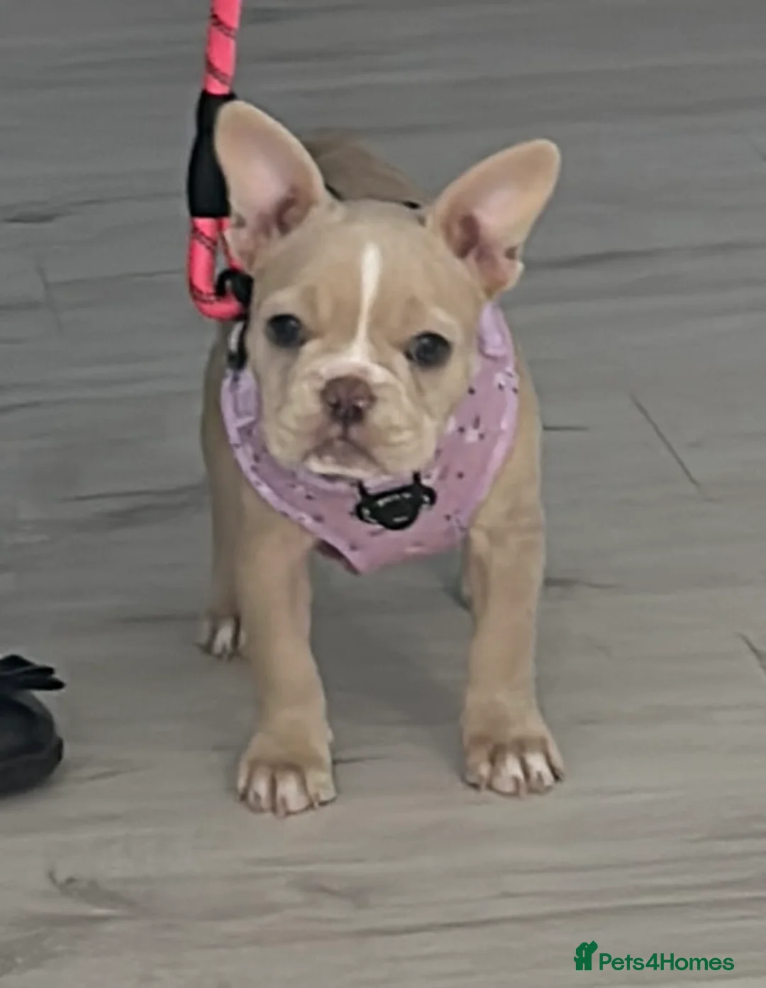 French Bulldog dogs for sale: Isabella/Cream Frenchie female 12 weeks old  - Advert 2
