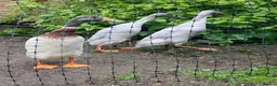Ducks poultry for sale: Purebred Indian Runner drakes in Minehead - Advert 2