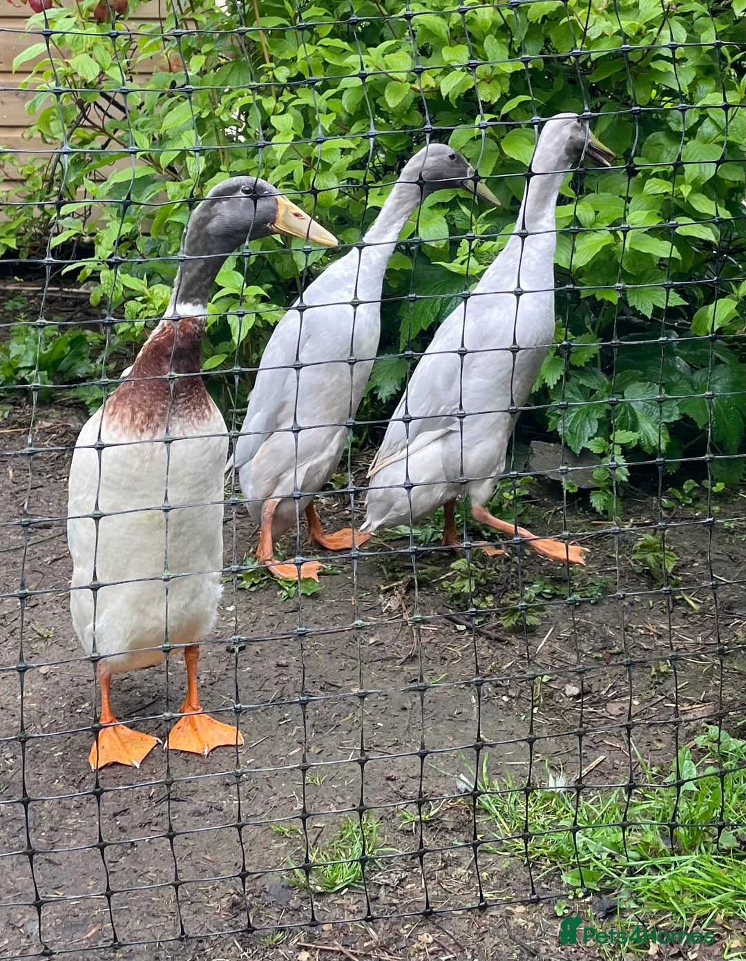 Ducks poultry for sale: Purebred Indian Runner drakes in Minehead - Advert 2