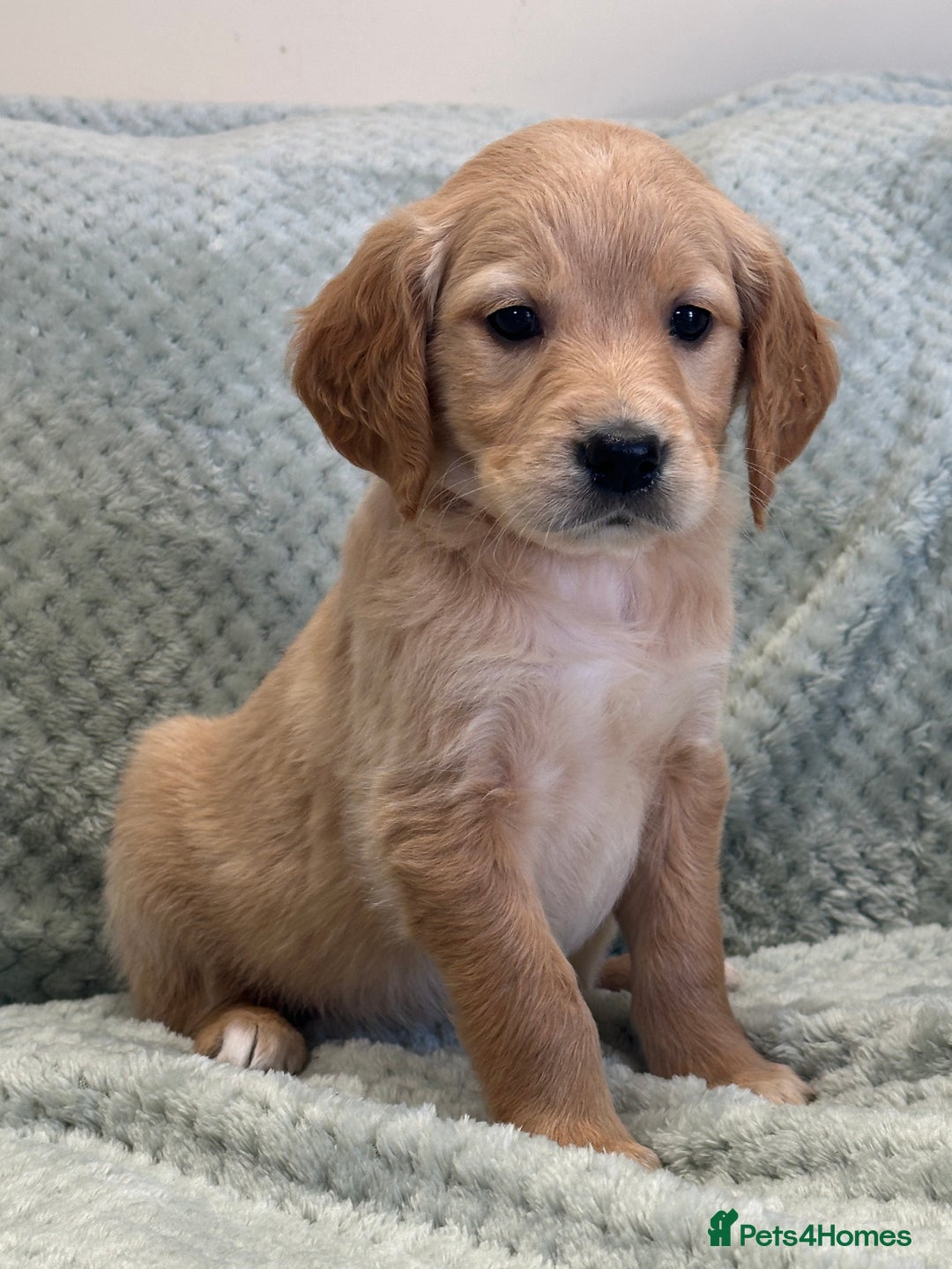 Golden Retriever dogs for sale: Quality litter of KC reg Golden Retriever Puppies  - Advert 38