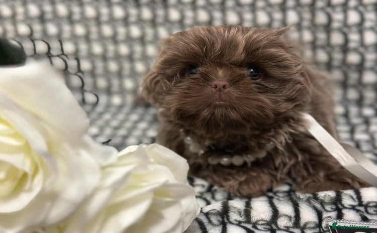 Shih Tzu dogs - Advert 8