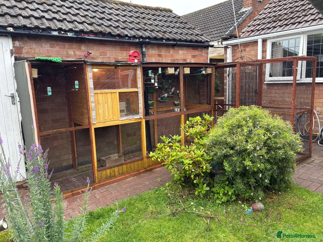 Finches birds for sale: Mixed finches and soft aviary for sale  in Coventry - Advert 1