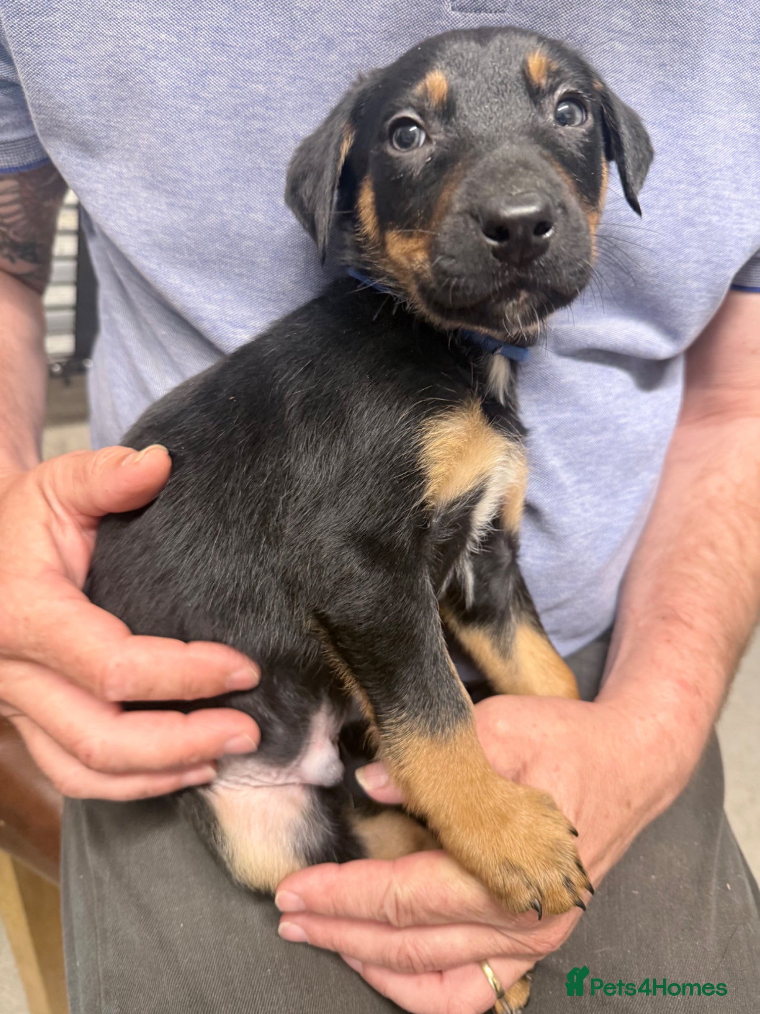 Mixed Breed dogs Beautiful litter of 10 puppies - Advert 1