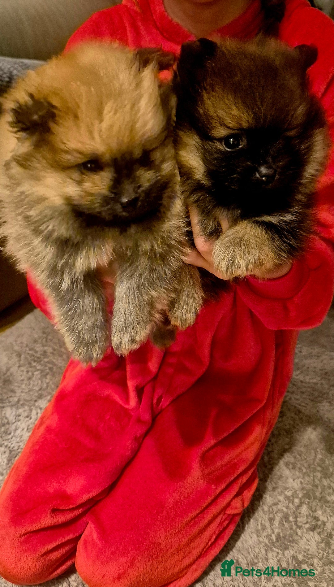 Pomeranian dogs for sale: Beautiful Pomeranian Puppies - Advert 12