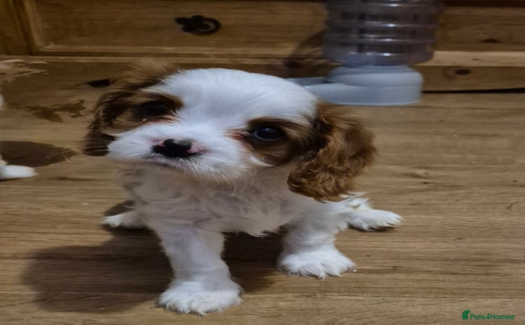 Cavalier King Charles Spaniel dogs - Advert 3