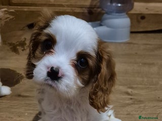 Cavalier King Charles Spaniel dogs - Advert 13