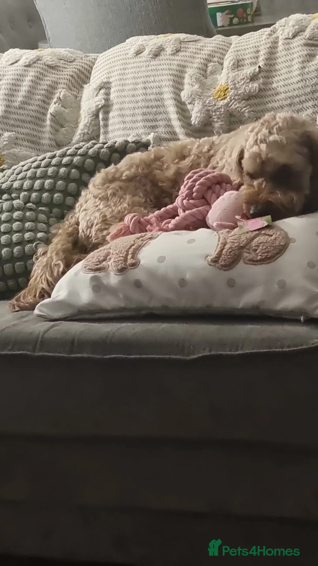 Cavapoo dogs for sale: Monty the Cavapoo  - Advert 3