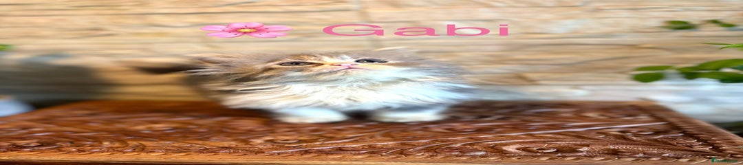 Gabi (girl)