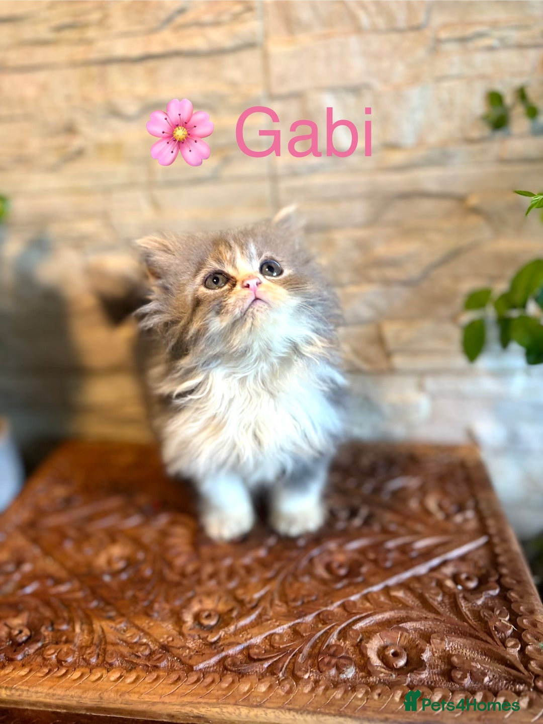 Persian cats for sale: 🐾 Adorable Persian Chinchilla “Doll Face” Kittens - Image 6