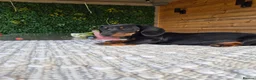 Miniature Dachshund dogs for sale: Miniature Dachshund.Fully vaccinated.Ready t leave - Advert 35