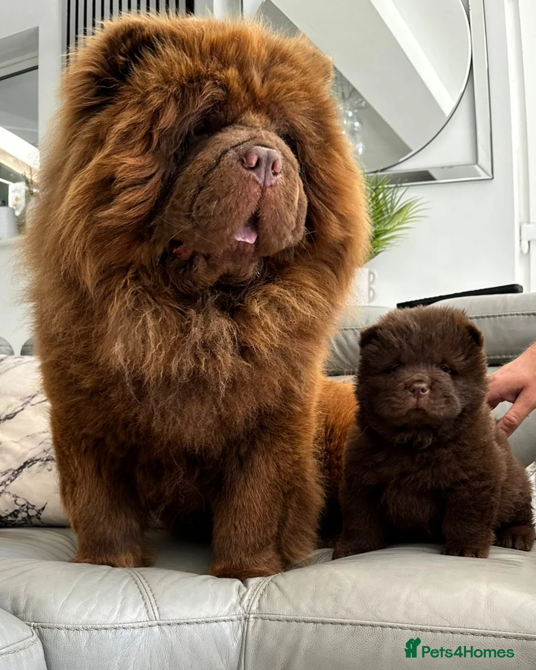 Chow Chow dogs for stud: HERSHEY the famous chocolate carrying blue. in Cheltenham - Advert 10