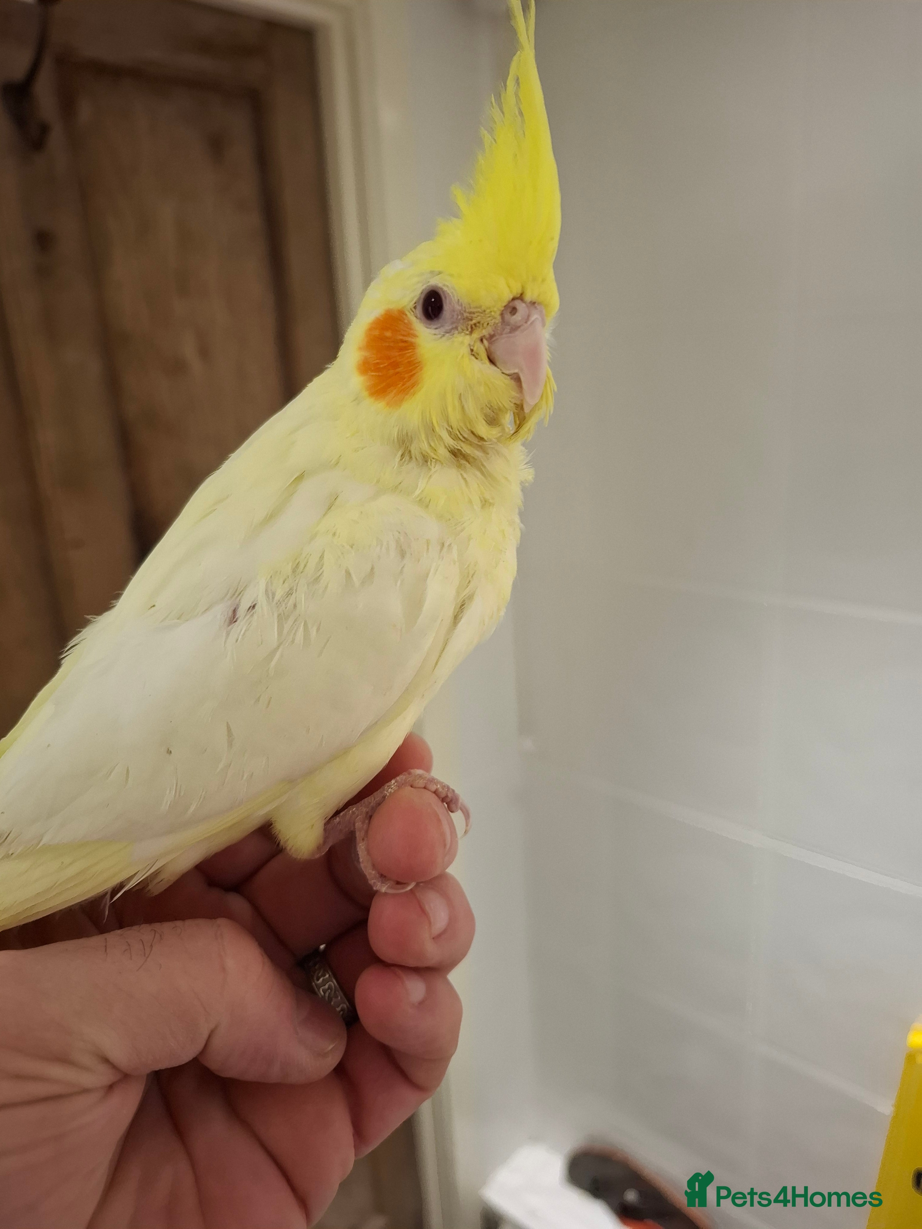 Cockatiels birds Hand Reared Lutino Cockatiel - Advert 3