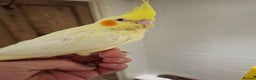 Cockatiels birds for sale: Hand Reared Lutino Cockatiel - Advert 1
