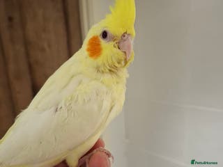 Cockatiels birds Hand Reared Lutino Cockatiel - Advert 11