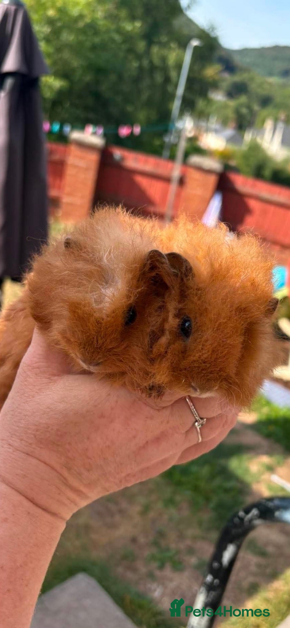 Guinea Pig rodents 2 male longhaired Guineapigs  - Advert 1