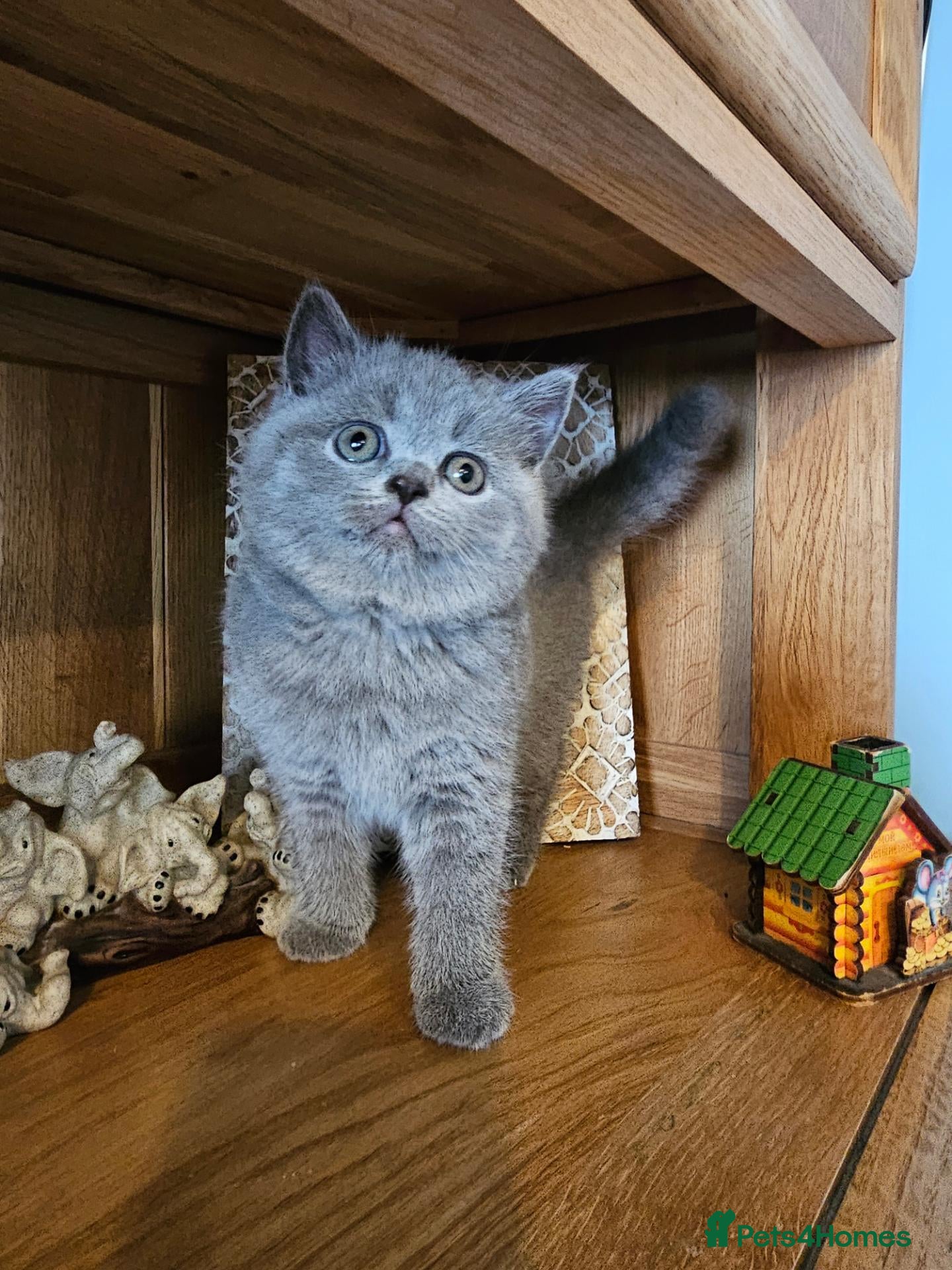 British Shorthair cats British shorthair kittens for sale.  - Advert 2