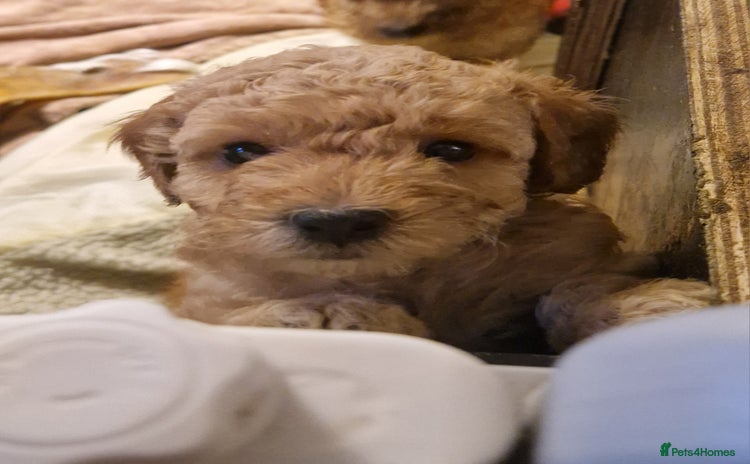 Goldendoodle dogs - Advert 1
