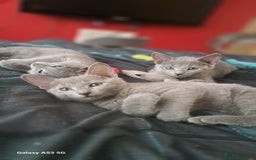 Russian Blue cats for sale: TICA Russian Blue Kittens Pedigree - Image 20