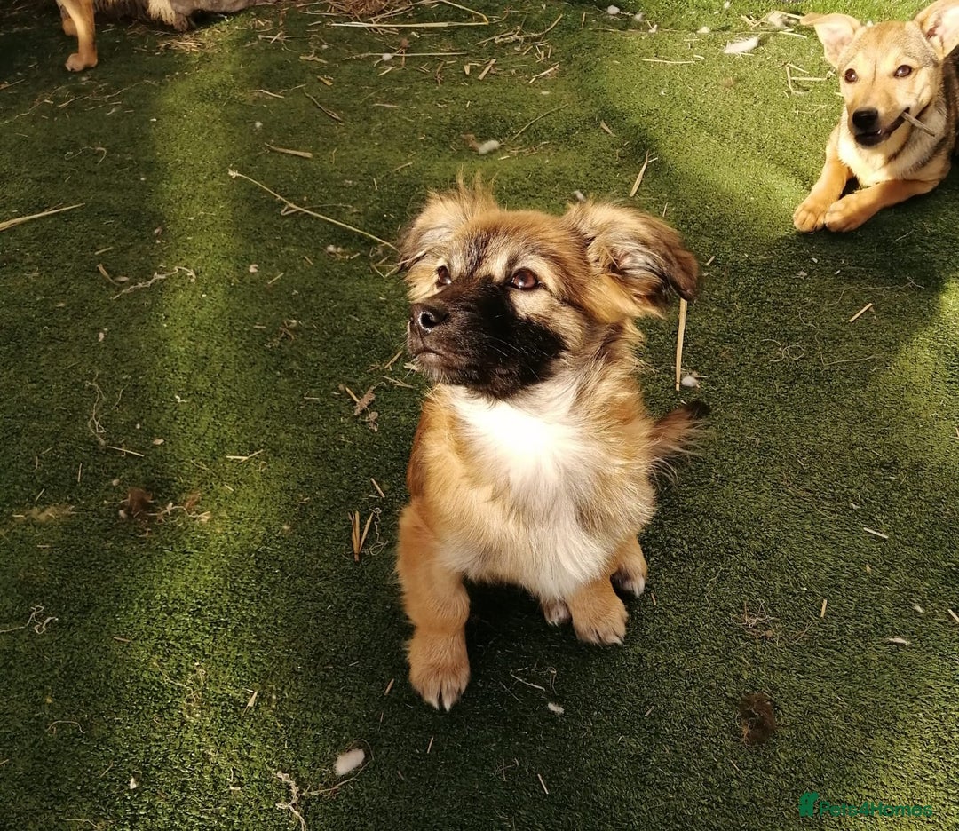 Mixed Breed dogs for adoption: 💙🐶 FUNTIK 🐶💙 - Advert 11