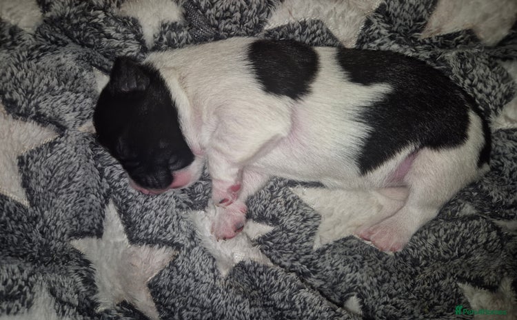 Jack Russell dogs - Advert 3