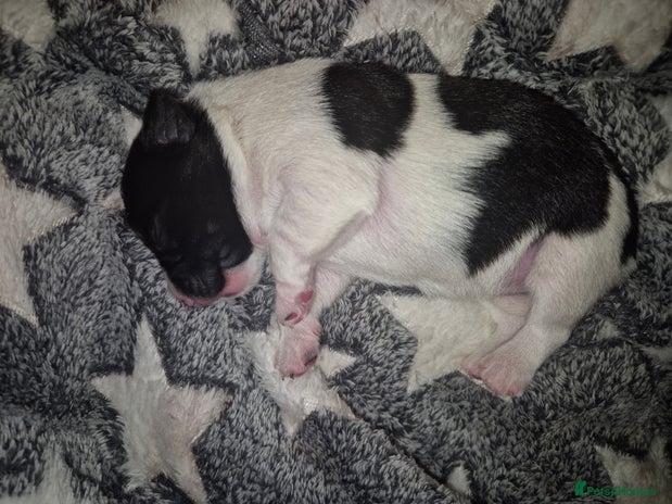 Jack Russell dogs - Advert 3