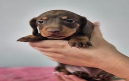 Miniature Dachshund dogs for sale: KC Registered Miniature Dachshund  - Image 14