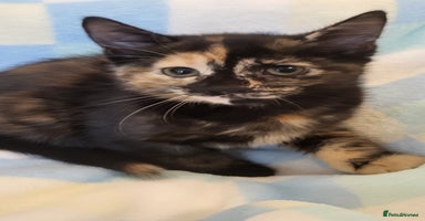 Mixed Breed cats - Advert 13